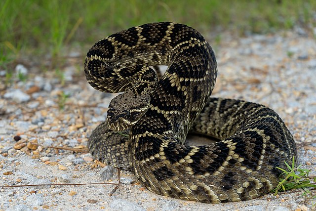 Florida's-Fiercest-Beasts:-5-Most-Dangerous-Animals