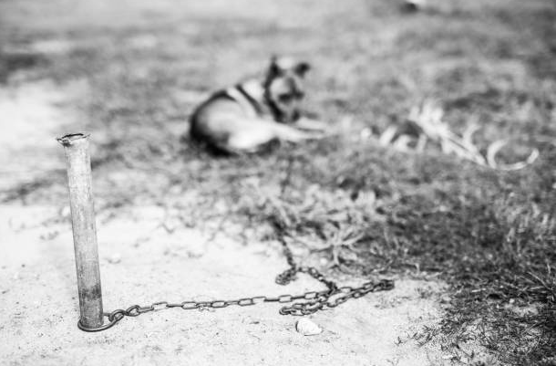 unchain-the-truth-legal-and-ethical-imperatives-against-tethering-dogs-outdoors-in-florida