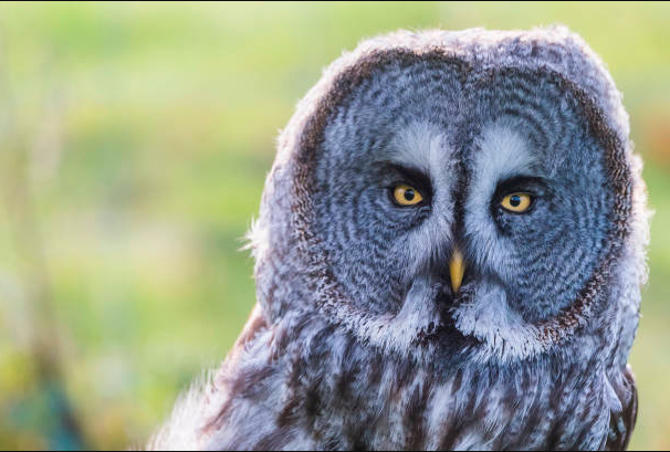 exploring-6-owl-species-in-california