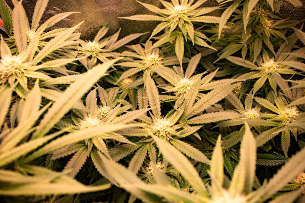 cannabis-regulation-in-georgia-understanding-the-restrictions