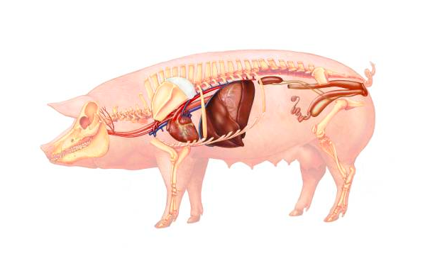 pig-liver-filters-human-blood-unveiling-new-medical-horizons