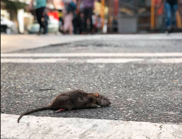 texas-city-earns-title-of-most-rat-infested-locale-in-the-united-states