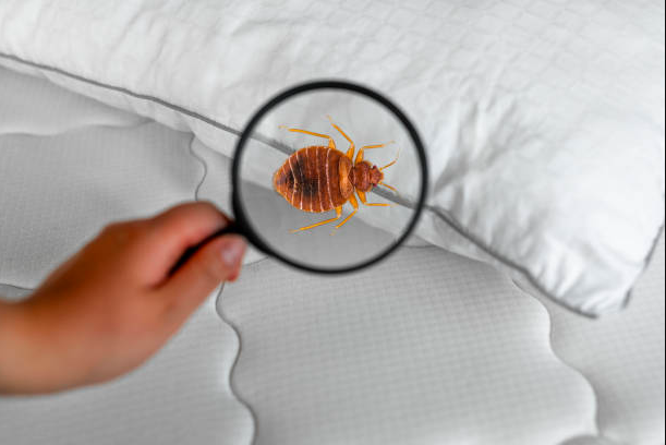 bed-bug-infestation-plagues-three-vermont-cities