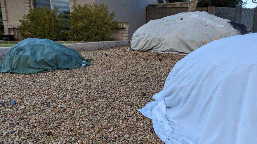 Protect Your Plants and Pipes! Phoenix Braces for Freezing Overnight Lows